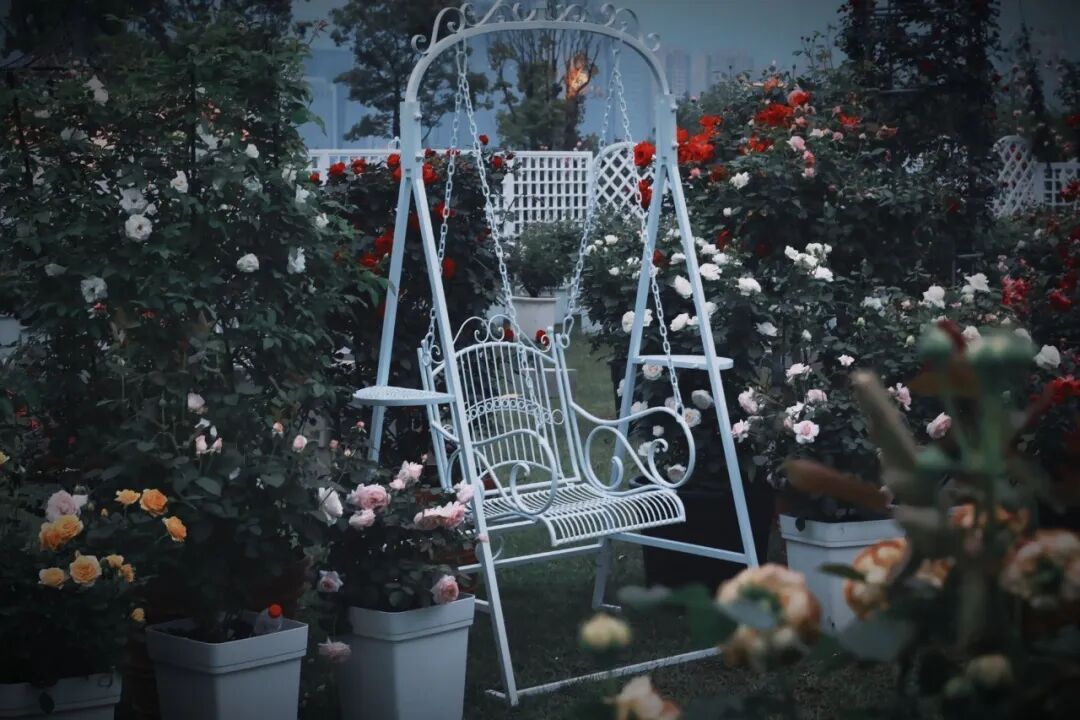 福州第二届三江口月季花展 - 图片 1
